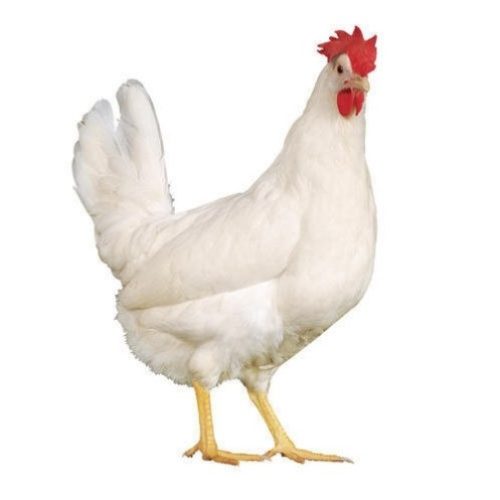 Live Fowl (Chicken)