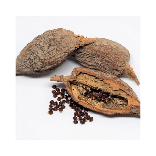 Alligator Pepper 3pcs