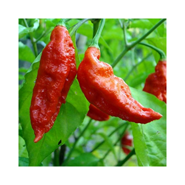 Ghost Pepper (Very Hot Pepper)