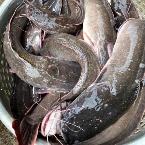 Fresh Catfish