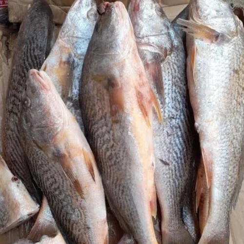 Croaker Fish