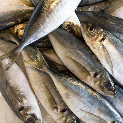 Horse Mackerel (Kote) Fish