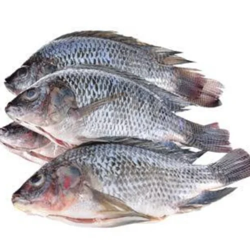 Fresh Tilapia Fish