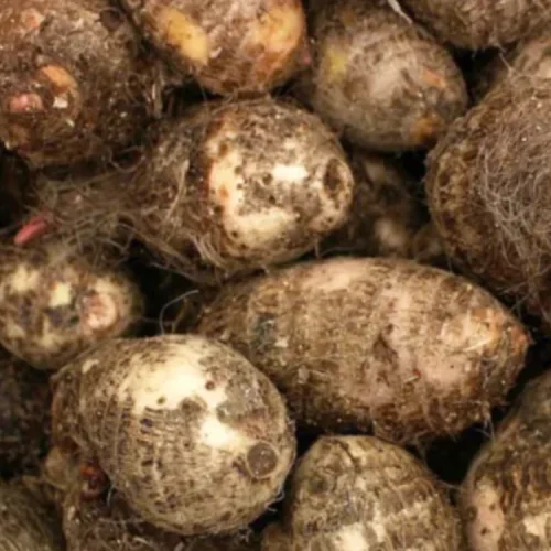 Fresh Cocoyams