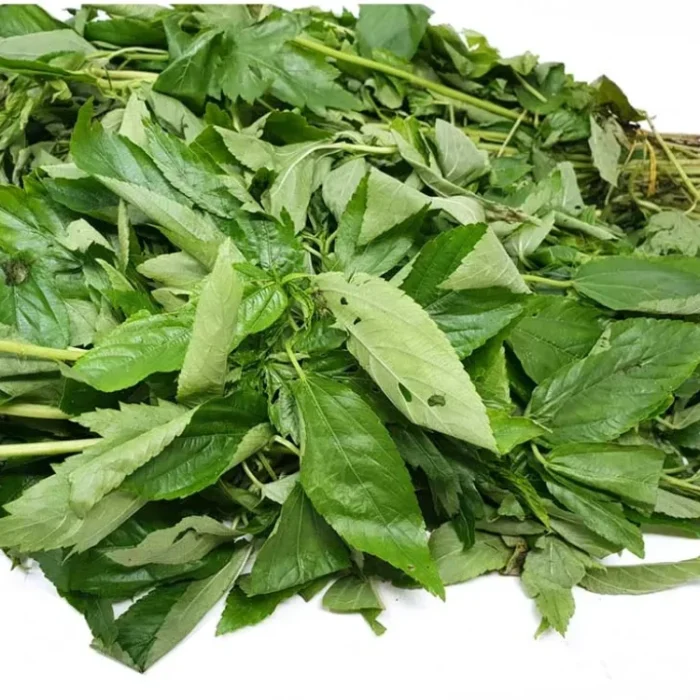 Molokhia Ewedu
