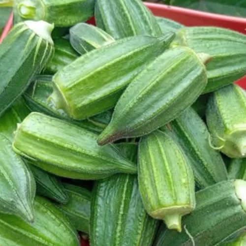 Fresh Okra