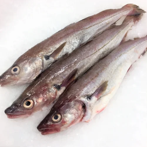 Whiting Fish