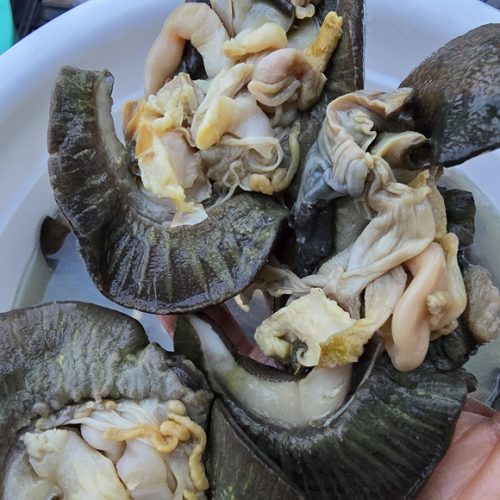 Fresh Jumbo Snails (5 pieces)