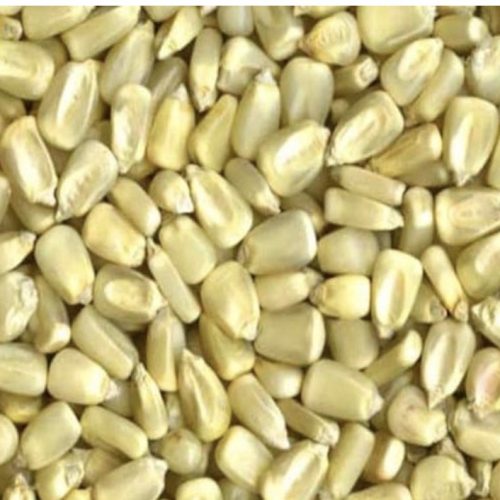 Dry white corn