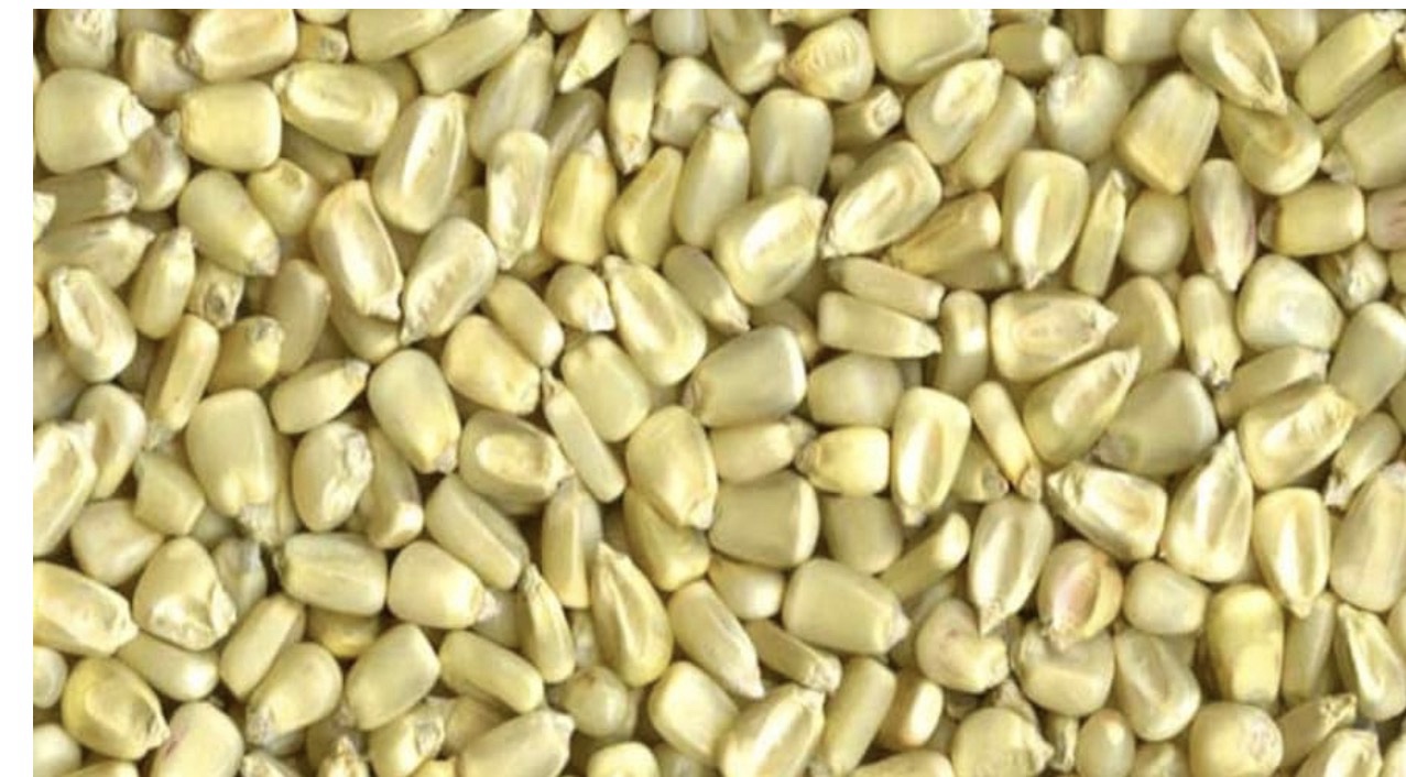 Dry white corn